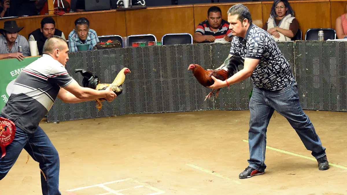 Pelea de gallos_ilustrativa 2